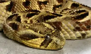 serpent