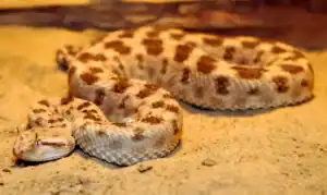 serpent