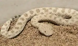 serpent