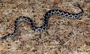 serpent 