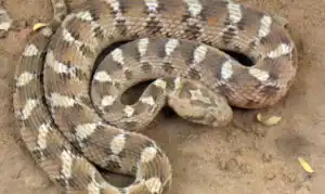 serpent