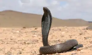 serpent