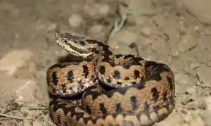 serpent