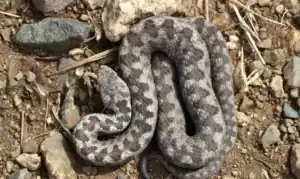 serpent