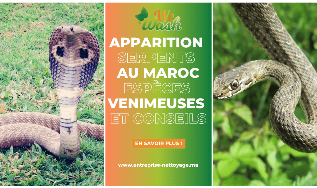 Apparition serpents Maroc